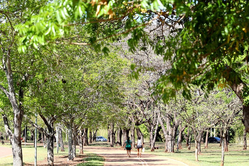 Com quase 53 m² de área verde por habitante, o DF está entre as unidades da Federação mais arborizadas do país
