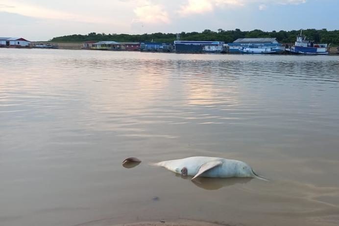 De segunda (23) até sexta-feira (29), o Instituto de Desenvolvimento Sustentável Mamirauá registrou a morte de mais de 100 mamíferos aquáticos como o boto vermelho e o tucuxi