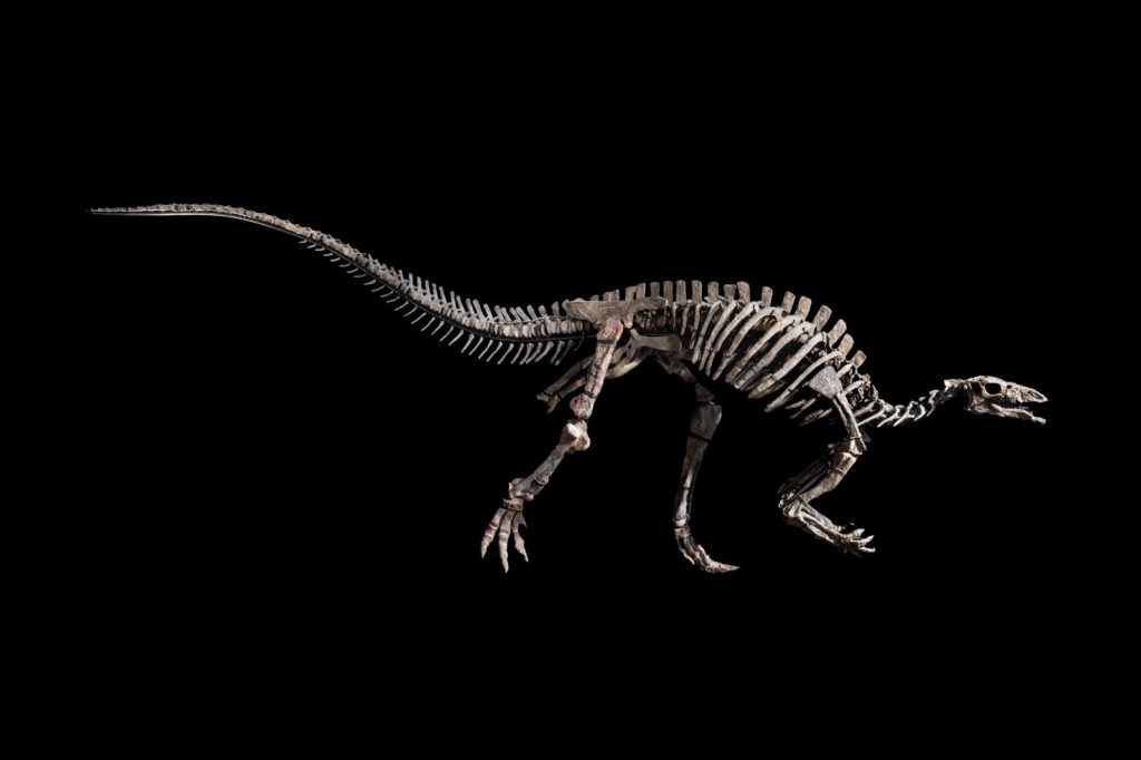 esqueleto-dinossauro-barry-gps