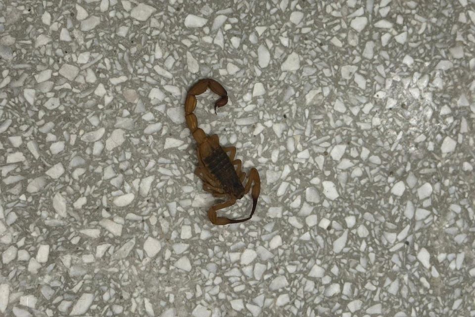 Escorpião, Foto/Reprodução