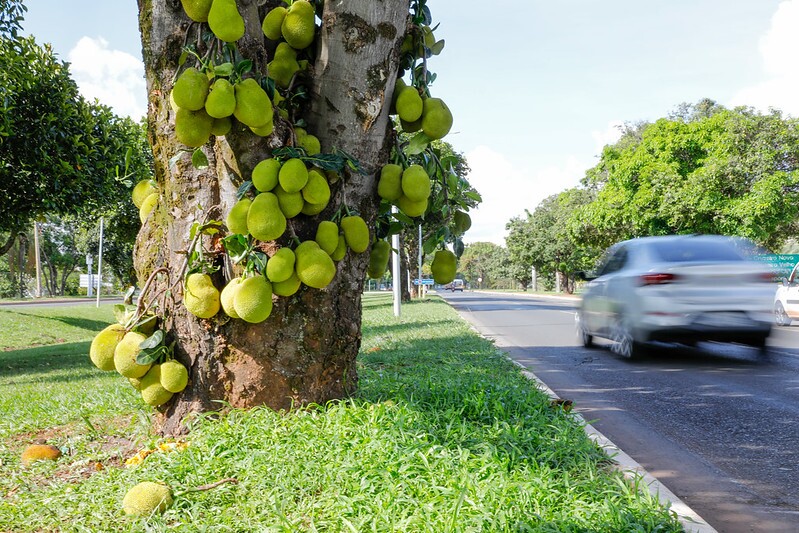 Manga, jaca, amora: frutas nas ruas altera rotina de brasilienses