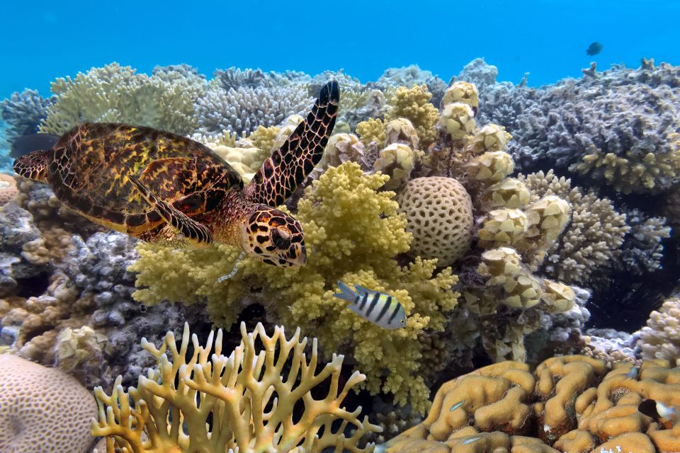 8. Grande Barreira de Coral, Austrália