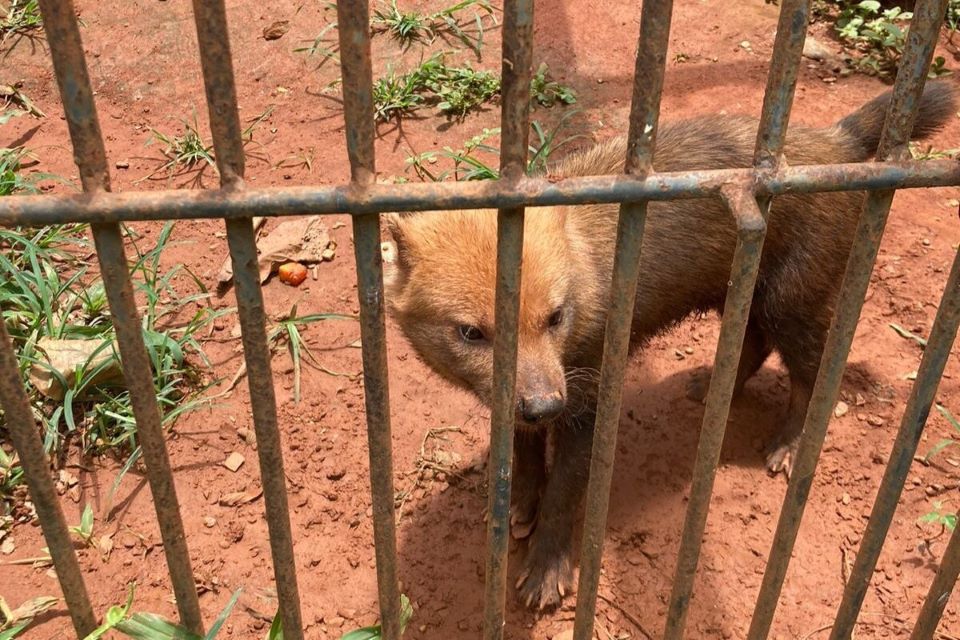 Rodon, o cachorro-vinagre, parte do Zoo de Brasília para se reproduzir em São Paulo