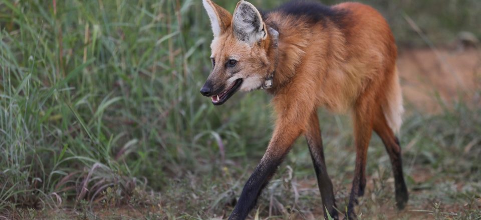 Pequi havia sido resgatada ainda filhote, órfã e debilitada na Bahia. Ela passou mais de três anos em trabalho de readaptação à vida animal