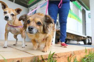 É pai ou mãe de pet? Participe da pesquisa populacional sobre cães e gatos do DF