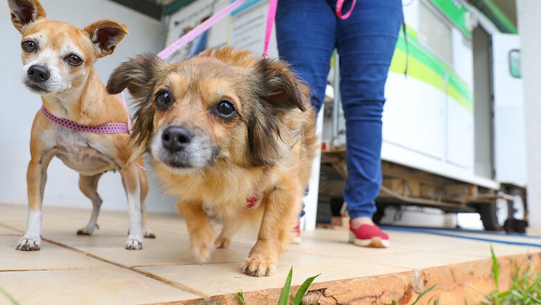 É pai ou mãe de pet? Participe da pesquisa populacional sobre cães e gatos do DF