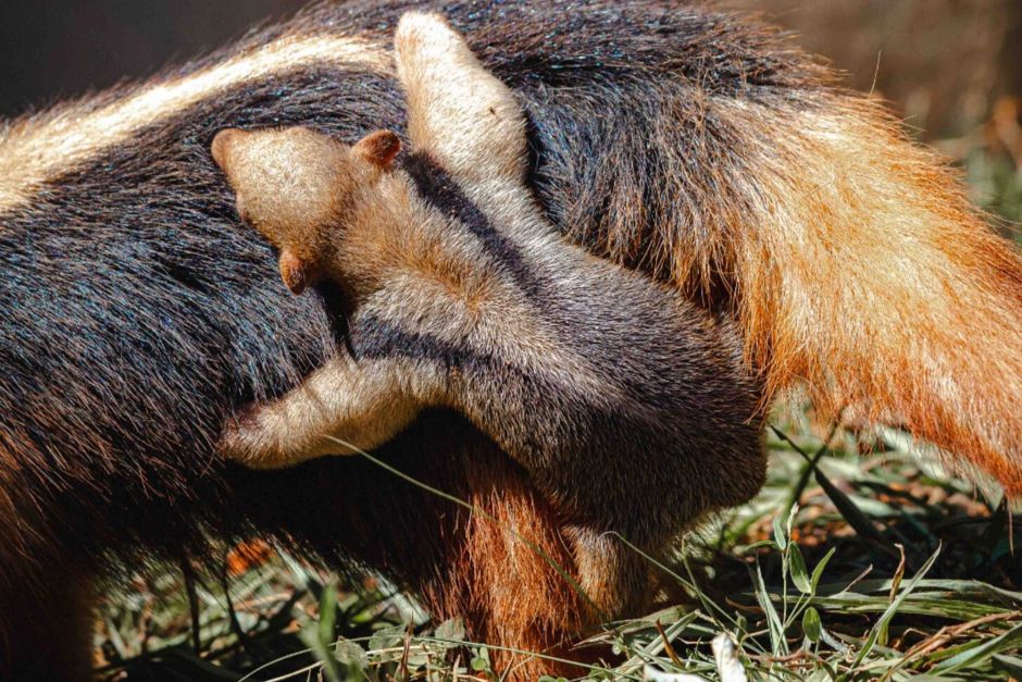 Enquete: Zoo de Brasília busca nome para filhote de tamanduá-mirim