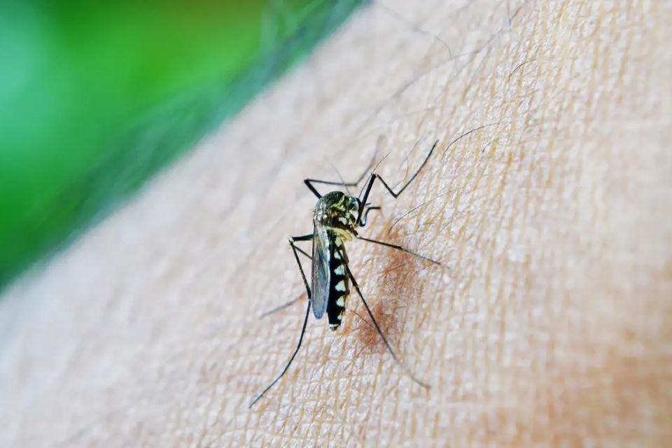 Brasil ultrapassa meio milhão de casos prováveis de dengue