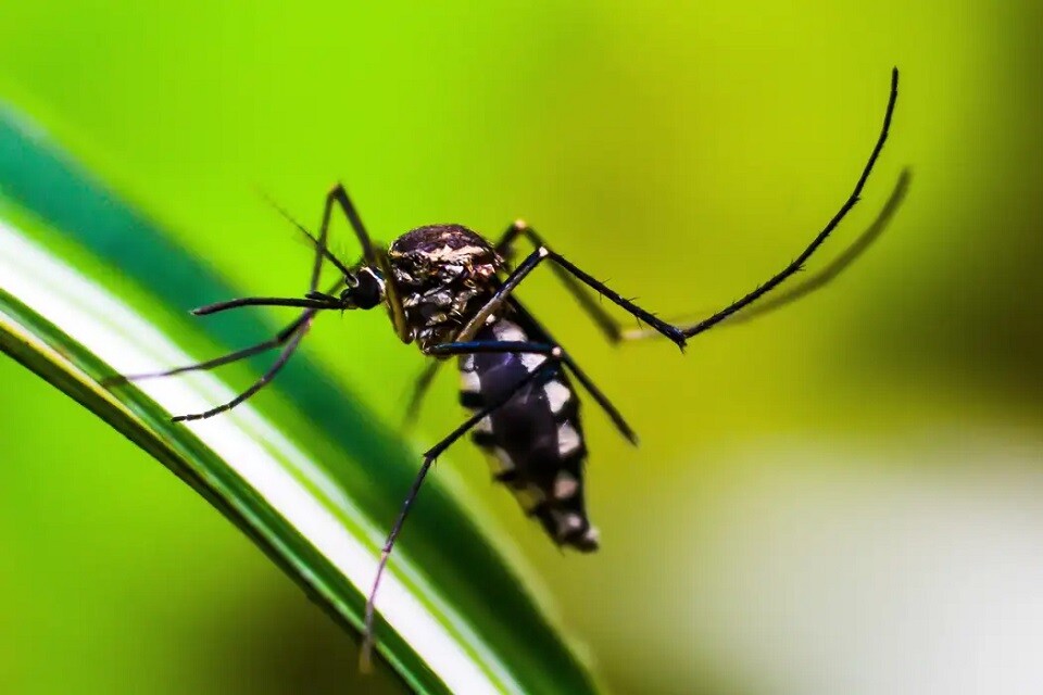 Casos de dengue nas Américas devem passar de 4 milhões nas próximas semanas Foto Shammiknr Pixabay