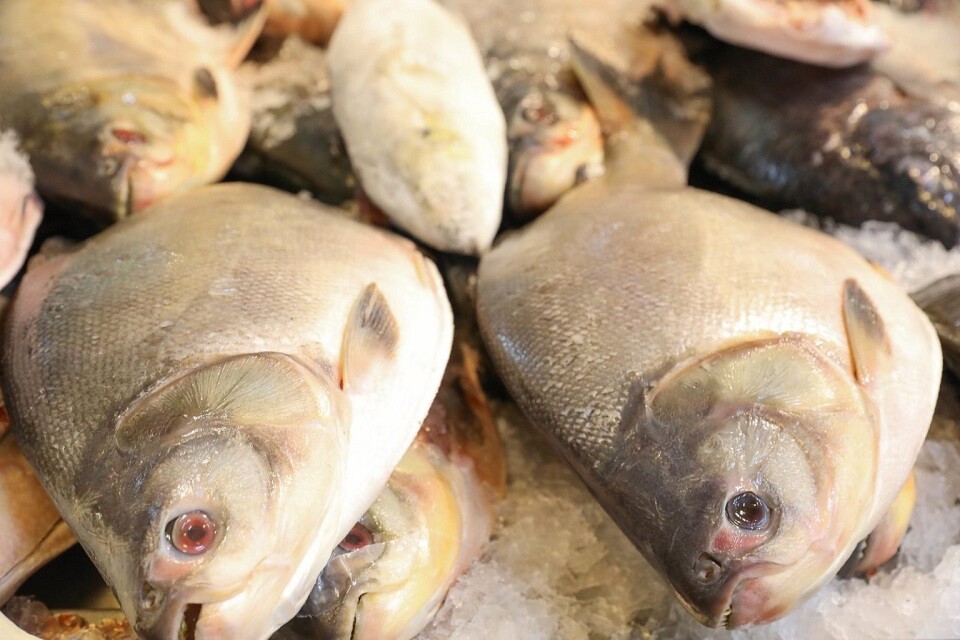 Procon-DF orienta que os consumidores verifiquem data de validade e solicitem que o peixe seja pesado para confirmação do peso divulgado | Foto: Paulo H. Carvalho/ Agência Brasília