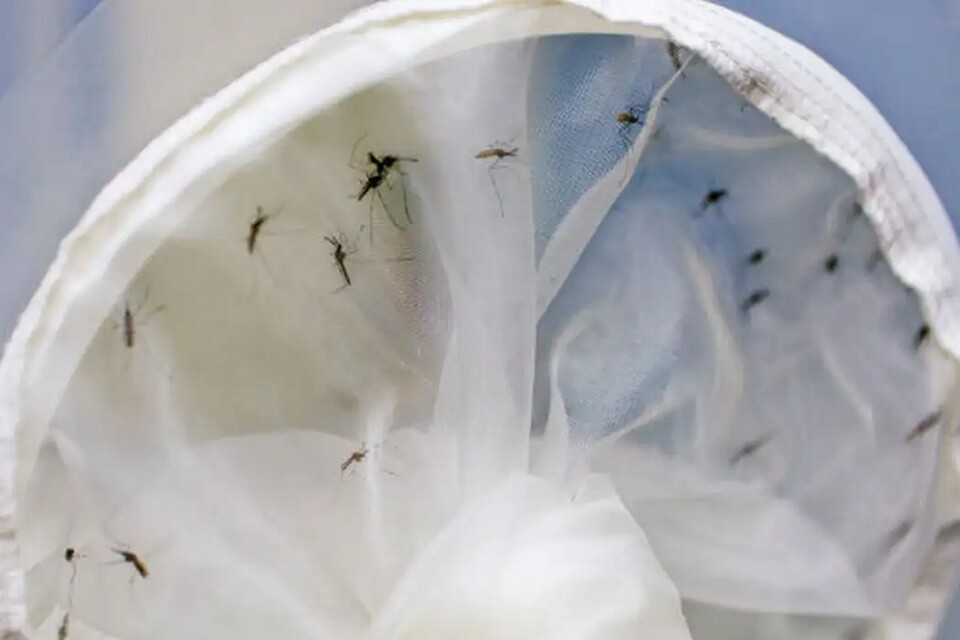 Se prevenir do mosquito ainda é a melhor arma contra a doença | Foto: ONU / Dean Calma