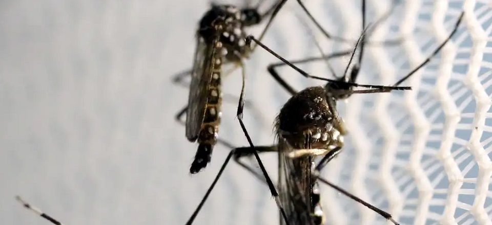Além da dengue, os mosquitos do tipo Aedes também transmitem zika, chikungunya e febre amarela | Foto: Paulo Whitaker/ Reuters