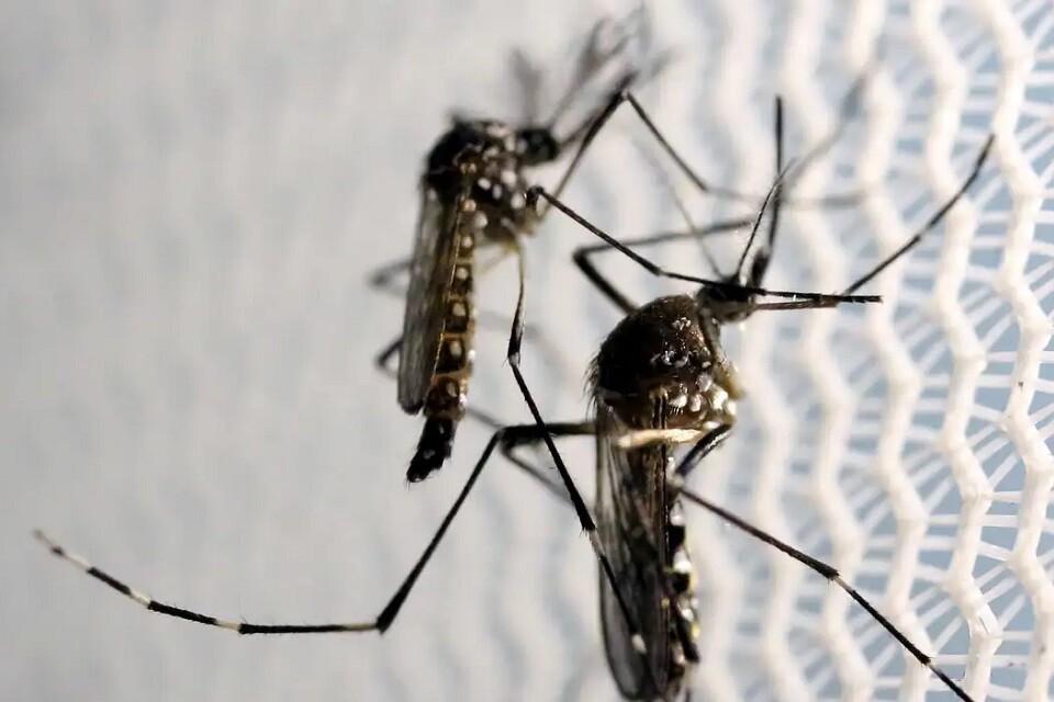 Além da dengue, os mosquitos do tipo Aedes também transmitem zika, chikungunya e febre amarela | Foto: Paulo Whitaker/ Reuters