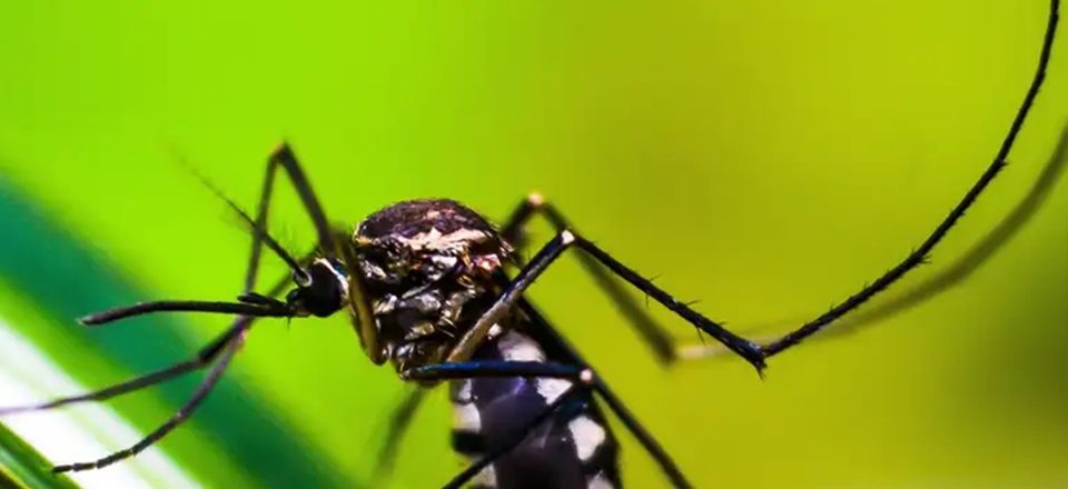 Eliminar os focos do mosquito Aedes aegypti é a forma mais segura de combater a doença