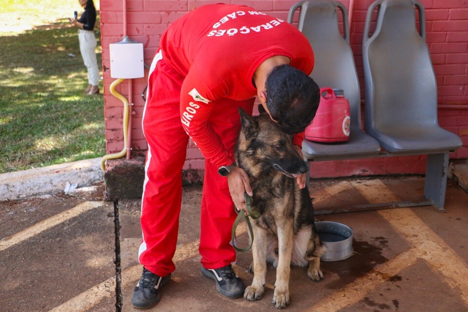 Os cães do Corpo de Bombeiros que integraram a segunda equipe enviada para atuar no Rio Grande do Sul agora terão dias de descanso