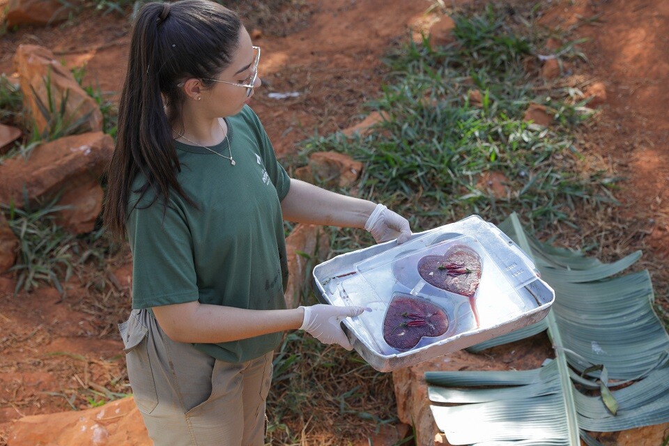 Uma das iniciativas do Zoo foi fazer picolés de carne em formato de coração para os animais  Foto Tony Oliveira Agência Brasília