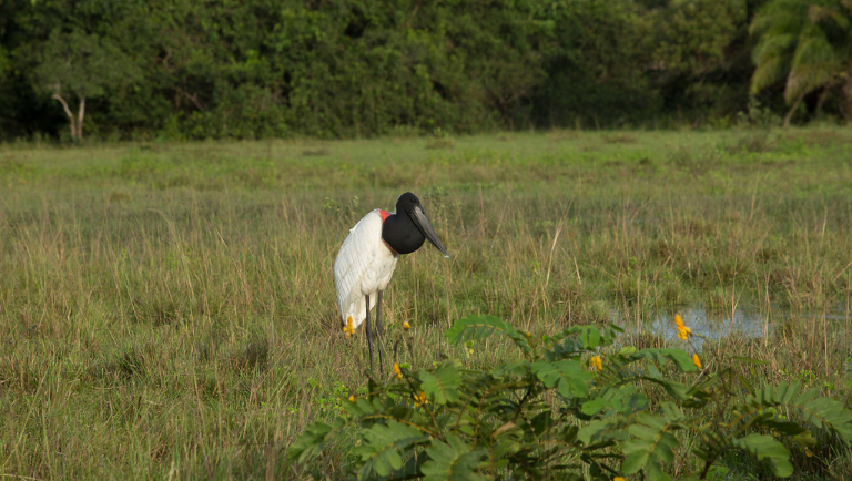 Tuiuiú, ave típica do Pantanal - Crédito Flávio André MTur