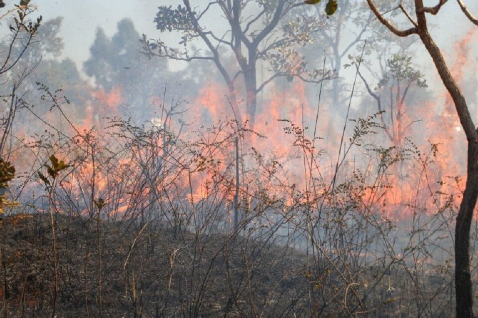 A ação também pode ser classificada como incêndio, tipificada no Código Penal (Art. 250), passível de punição para o autor | Foto: Matheus H. Souza/ Agência Brasília