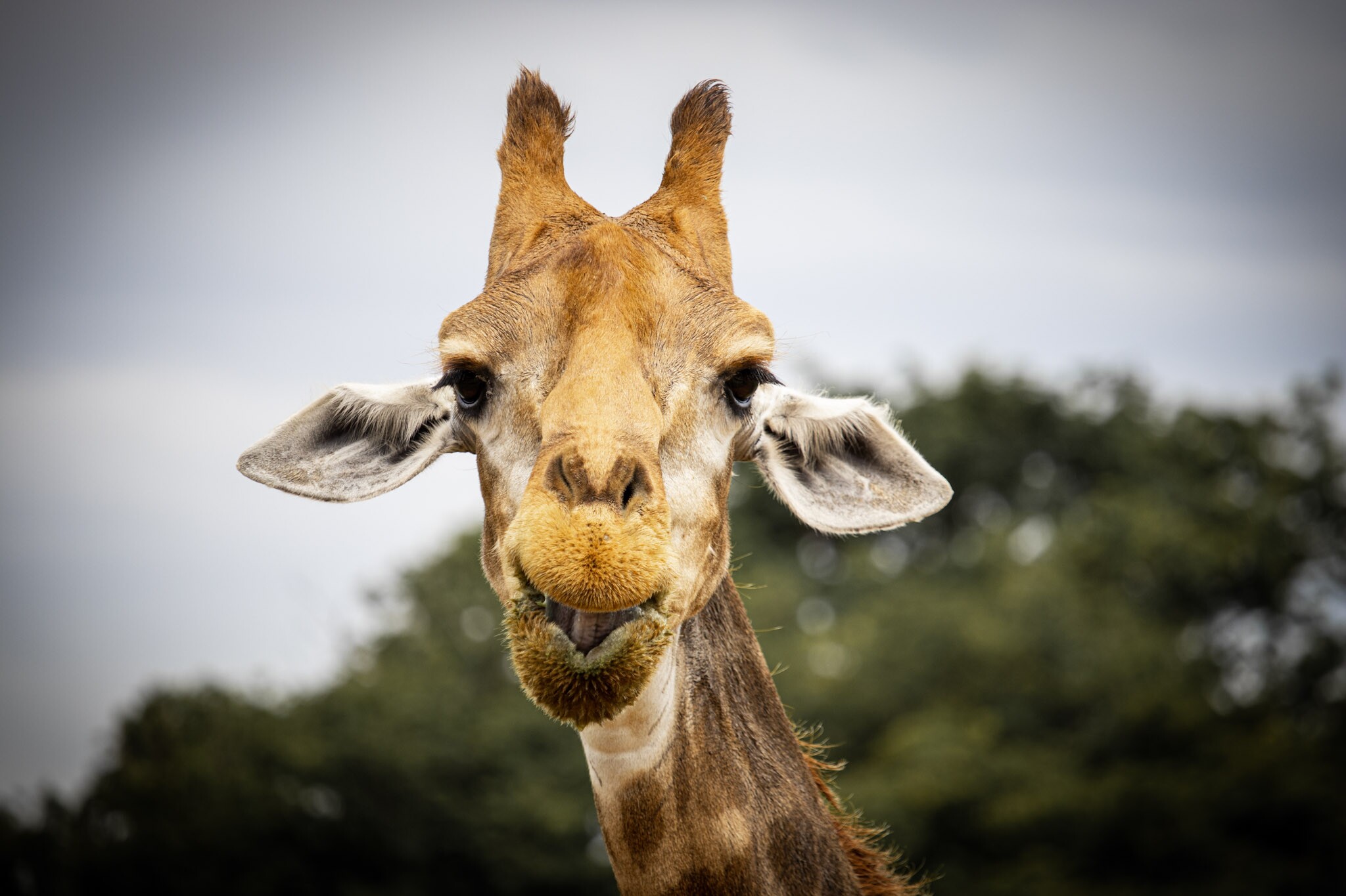 Girafa Zoológico de Brasília - Foto Pedro Reis