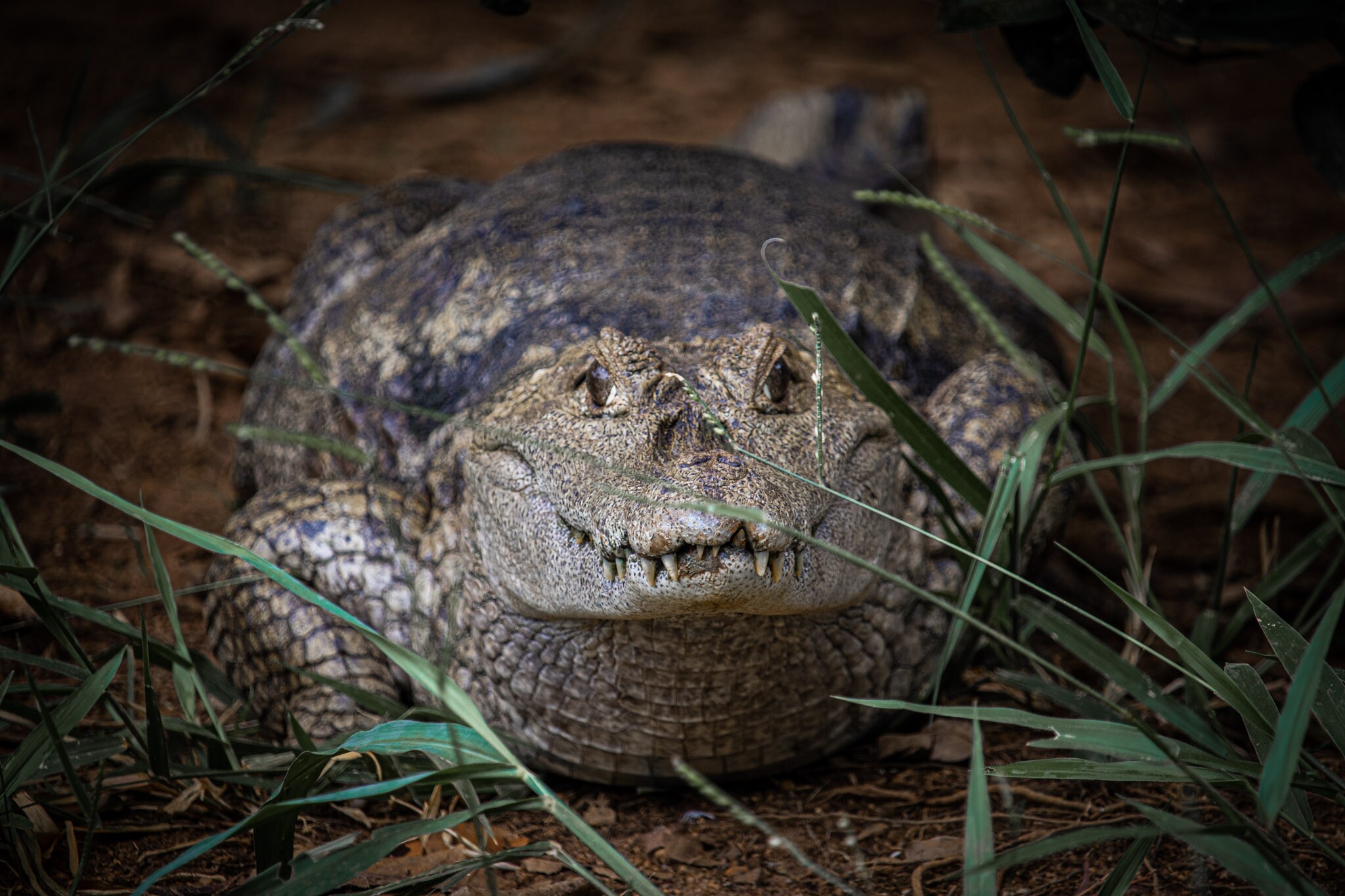 Jacaré Zoológico de Brasília - Foto Pedro Reis