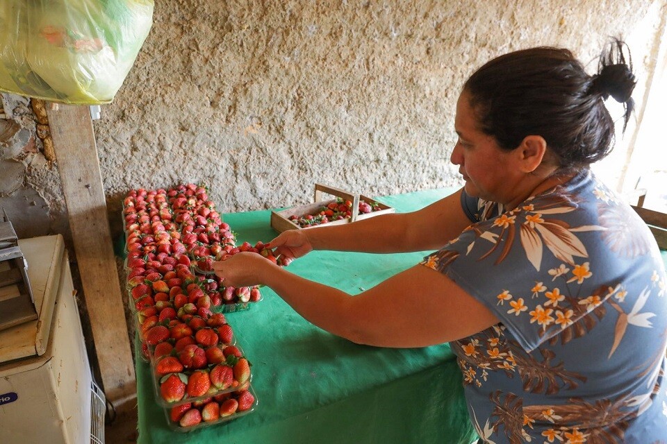 O GDF vai investir mais de R$ 32milhões na compra de frutas e hortaliças produzidas pela agricultura familiar do DF | Fotos: Tony Oliveira/ Agência Brasília