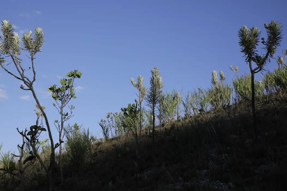 O cerrado é um dos cinco grandes biomas do Brasil, cobrindo cerca de 25% do território nacional | Foto: Joédson Alves/ Agência Brasil