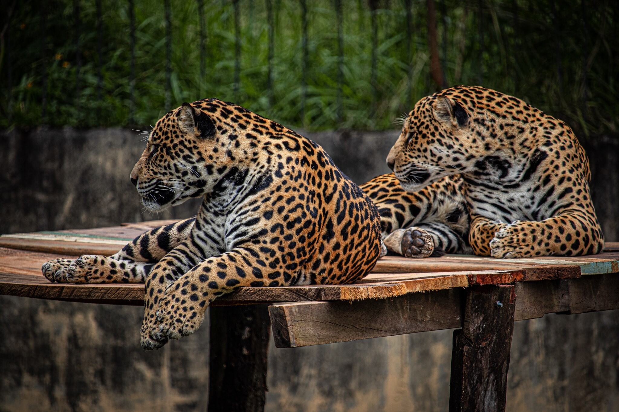 Onças pintadas Zoológico de Brasília - Foto Pedro Reis