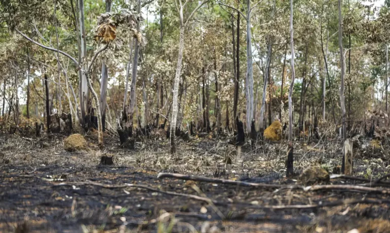 PF busca por dois suspeitos pelo incêncio próximo ao Gama. APA do Planalto Central | Divulgação / Gov.br