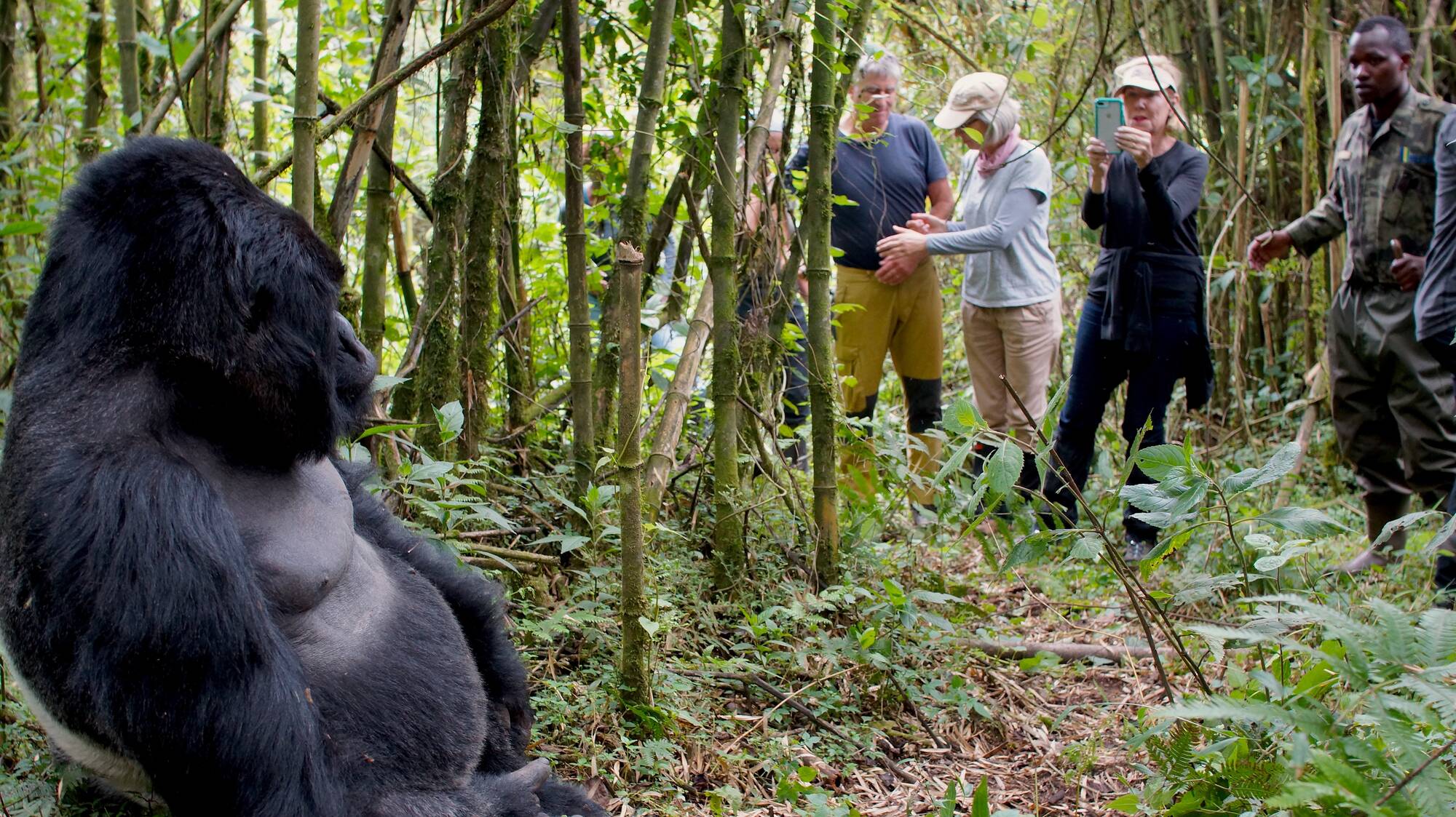 gorilla trekking