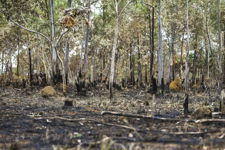 PF busca por dois suspeitos pelo incêncio próximo ao Gama. APA do Planalto Central | Divulgação/ Gov.br