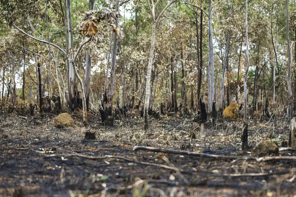 PF busca por dois suspeitos pelo incêncio próximo ao Gama. APA do Planalto Central | Divulgação/ Gov.br