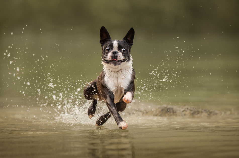 Menção Honrosa: Splash and dash (Nika Kuplenk Golobic)