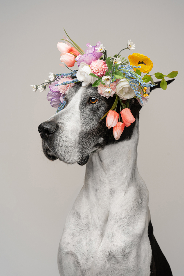 Menção Honrosa: Crown of flowers (Nadia Itani)