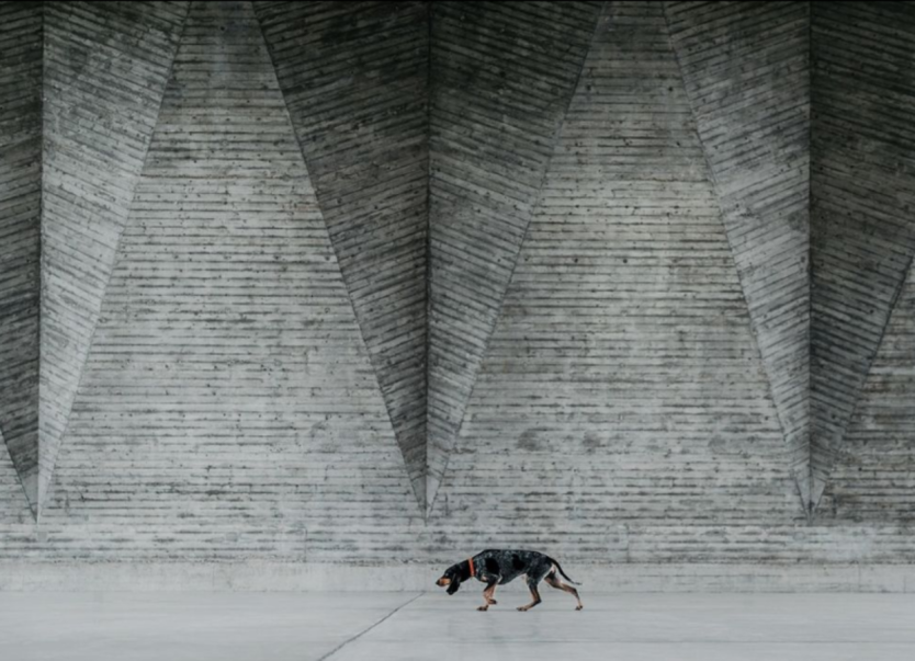 Momento fofura: as melhores fotos de cachorros de 2024