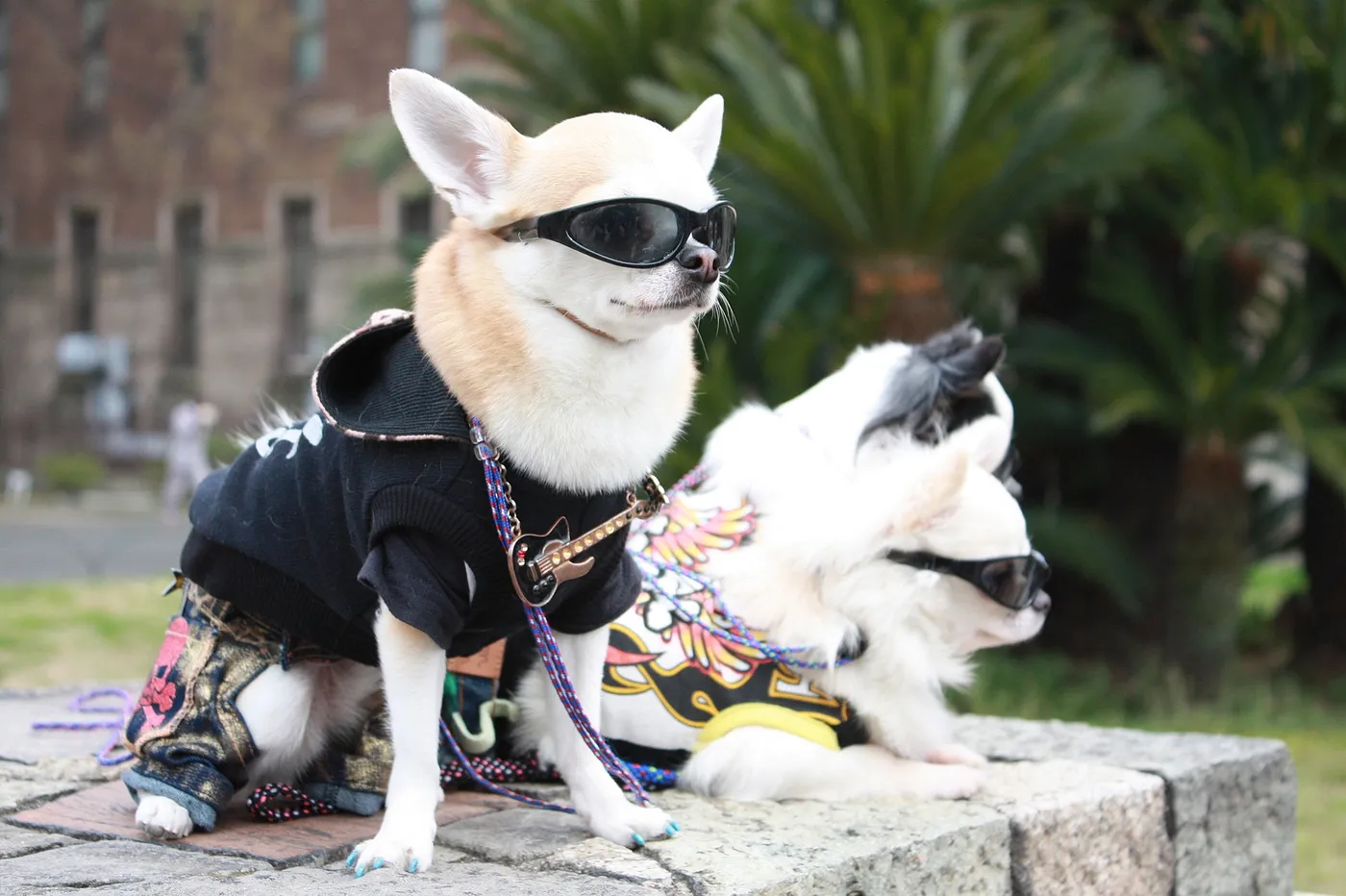 Humanização de pets: cuidados excessivos podem ser prejudiciais ao animal?